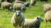 troupeau mouton