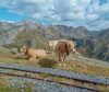 vaches paysage d'artouste